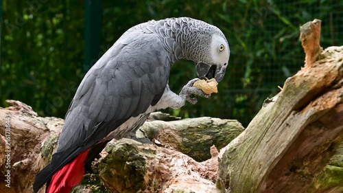 African grey parrot perches on a tree trunk while holding and cracking a peanut with its foot and beak