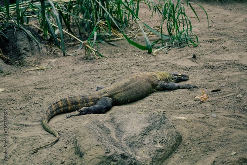 Canvas Print A Photo Of A Young Komodo Dragon At The Toronto Zoo