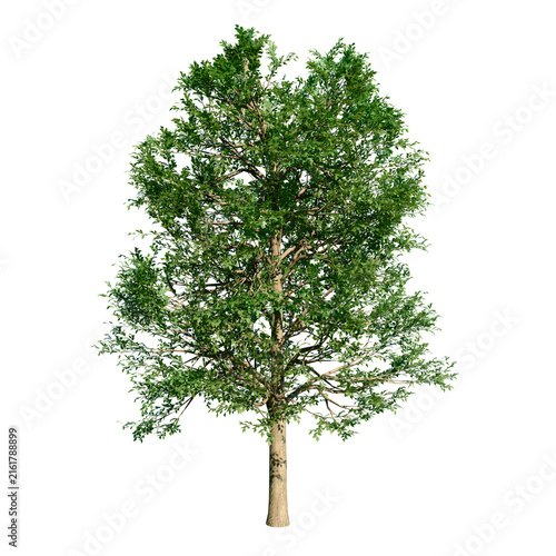 Alder or Alnus Glutinosa, medium-sized riverine tree. Isolated tree for composition. Summer version.