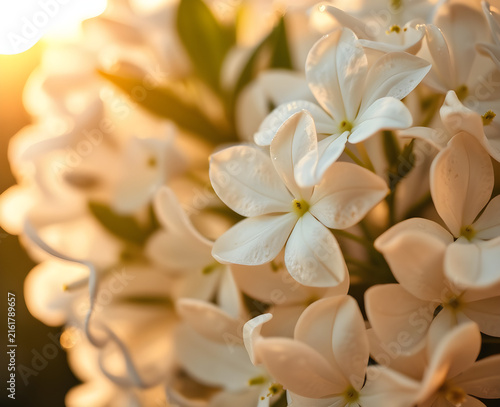 Petites fleurs blanches en étoile groupées en grappe dense, capturées en macro avec des détails délicats de leurs pétales fins, évoquant la pureté et la fraîcheur du jasmin ou d'une fleur de printemps