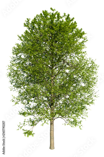 Alder or Alnus Glutinosa, medium-sized riverine tree. Isolated tree for composition. Spring version.