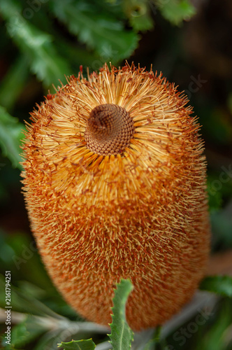 Canvastavla Drying Banksia flower head with golden orange styles
