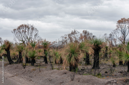 Fotografie Bushfire recovery with fresh Xanthorrhoea growth emerging across a burned landsc