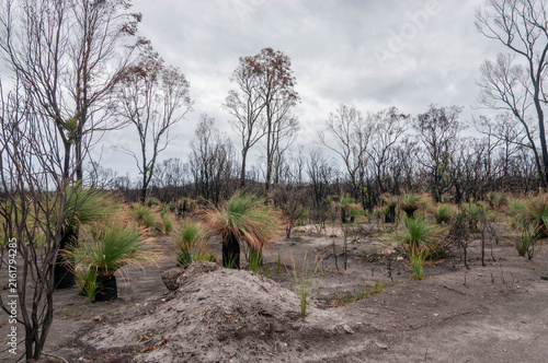 Green grass trees regenerate among charred trunks after a bushfire in an Australian woodland