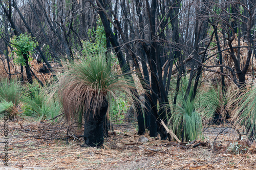 Australian bushland recovering after wildfire beneath an overcast sky in southwest Australia.