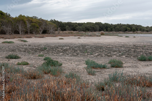 Принти на полотні Samphire growing across a dry salt marsh in southwest Australia beside a shallow