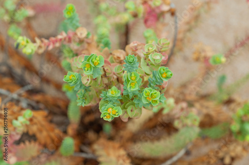 Photography Coastal sea spurge with geometric foliage growing in a dry and windswept seaside