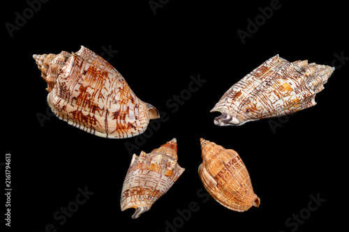 Canvastavla sea shells on black background, Marine seashell collecting, upper row and down left Voluta ebraea (commonly known as the Hebrew volute), a large predatory sea snail species in the family Volutidae