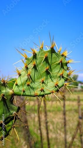 Fotografie Close-up of a green cactus with sharp spines growing naturally in a dry rural landscape under a clear blue sky