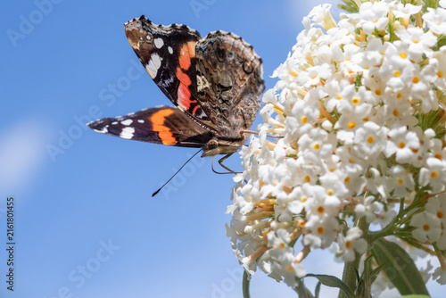 Red Admiral Butterfly (Vanessa atalanta) on 
Buddleja davidii Ivory