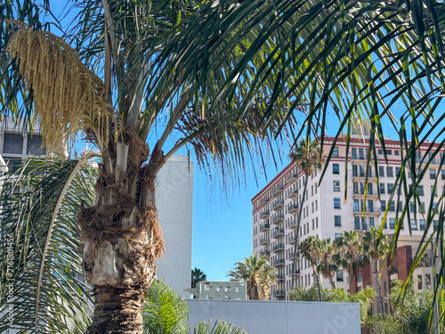 Tropical palm tree with detailed trunk against downtown apartment buildings and clear blue sky in a sunny urban setting