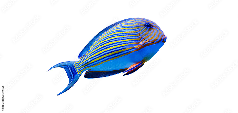 Fototapeta premium Beautiful isolated marine acanthurus fish profile. Graphic element for school biology textbooks, world oceans day stickers, kids learning flashcards and decorative prints