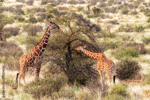 Close-up of Reticulated Giraffe - Giraffa camelopardialis reticulata- grazing in the Samburu national reserve, Kenya