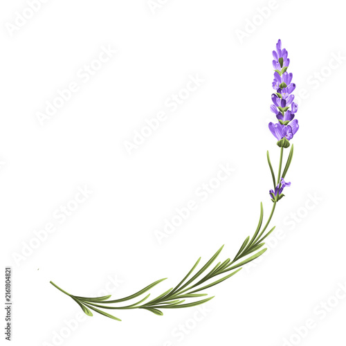 Elegant purple lavender bouquet on white, vector illustration