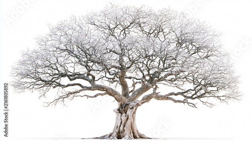 Winter Oak Tree Silhouette: Elegant Single Bare Tree Isolated on Black Background