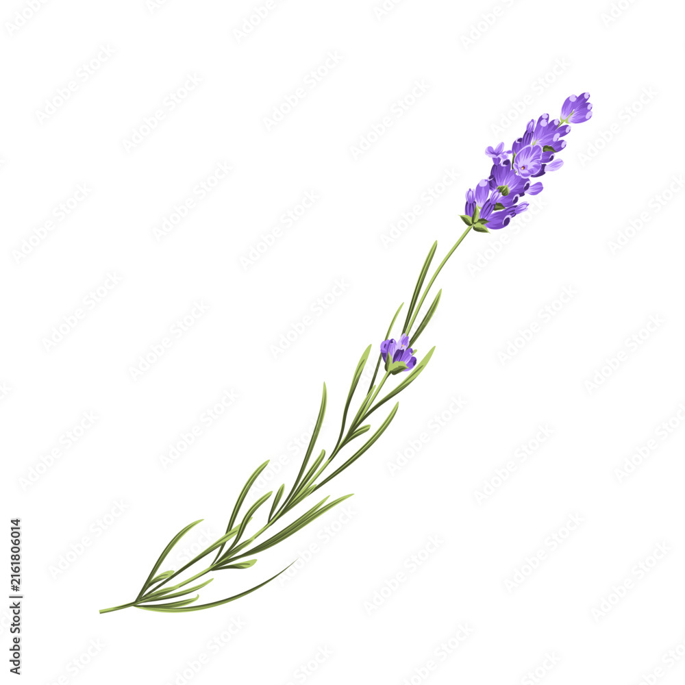 Fototapeta premium Purple lavender flower vector botanical element on white background
