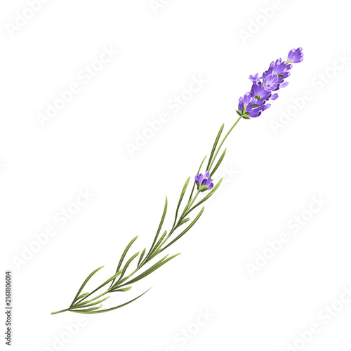 Purple lavender flower vector botanical element on white background