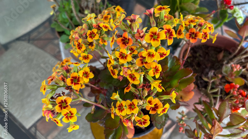 Konstfotografi Yellow and red bicolor Kalanchoe flowers in plant pots