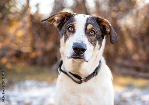 A mixed breed dog listening with a head tilt
