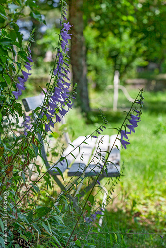 Acker-Glockenblume (Campanula rapunculoides)