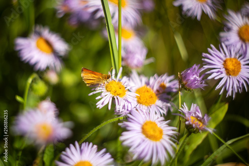 Bild auf Leinwand Skipper butterfly pollinating a native Rocky Mountain wildflower