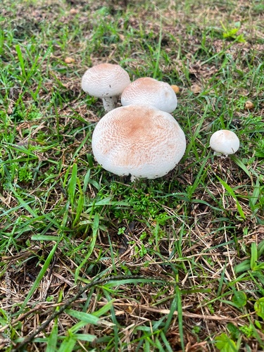 Obraz na plátně mushrooms in the forest