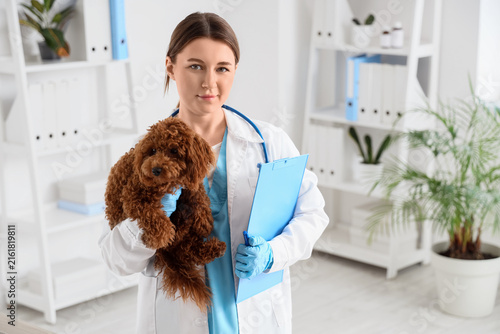 Veterinary care and pet health, female veterinarian holding a poodle puppy an...