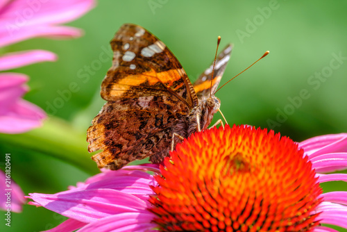 Foto Red Admiral Butterfly on Coneflower Macro Nature Close-Up