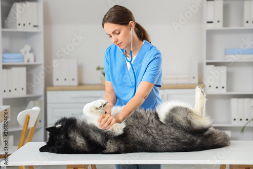 Pet healthcare and veterinary care, female vet examining a husky dog on an ex...
