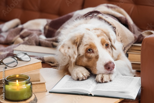 Cute Australian Shepherd dog with books and candle on sofa in living room