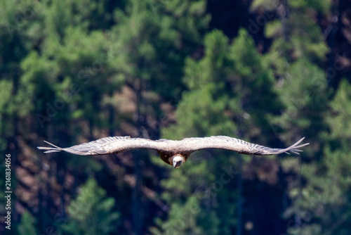 Bild auf Leinwand Griffon vulture flying with wings spread in natural environment