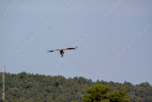 Griffon vulture flying with wings spread in natural environment