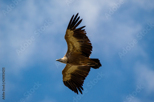 Griffon vulture flying with wings spread in natural environment