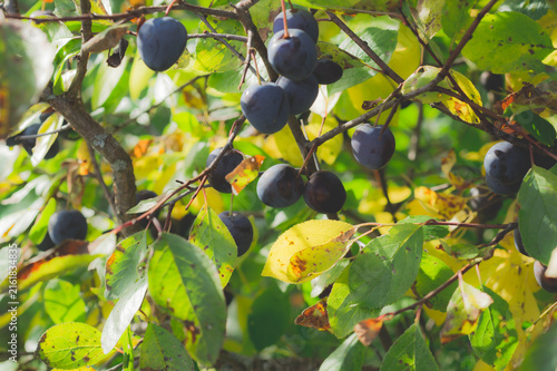 Ripe blue plums hanging on branches with autumn foliage and sunlight