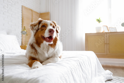 Cute Australian Shepherd dog lying in bedroom
