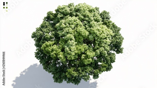 Soft Colours Tree Top View on White Background Photorealism
