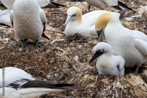 Foto Quebec, Canada, 15 July 2026 : Adult Northern Gannet tends to its fluffy white chick amidst a bustling seabird colony