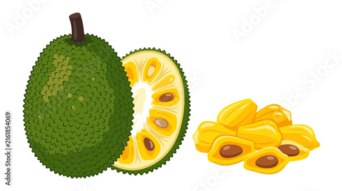 Fresh Jackfruit Illustration with Fruit Segments Isolated