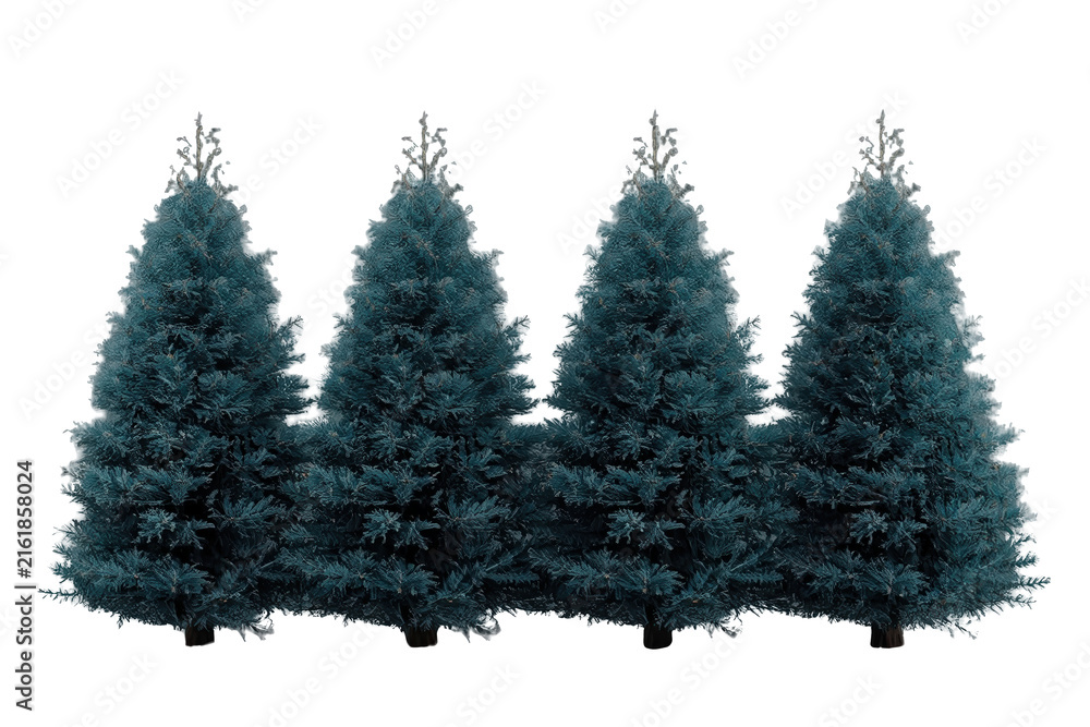 Fototapeta premium Line of Dark Green Evergreen Trees
