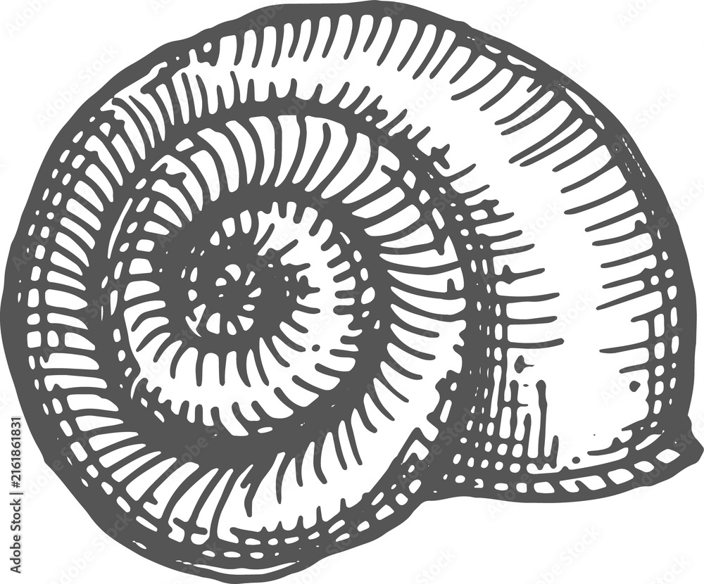 Fototapeta premium Sea snail shell isolated shark eye seashell sketch