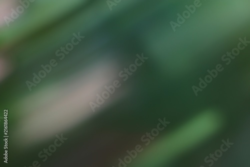 Close-up of green foliage with blurred background showcasing vibrant plant leaves