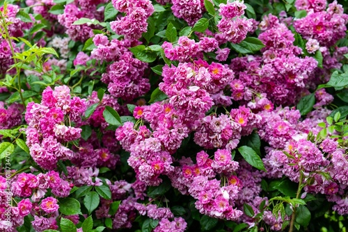 Fotografie Lush pink wartburg multiflora rambler rose bush blooming with dense flower clust