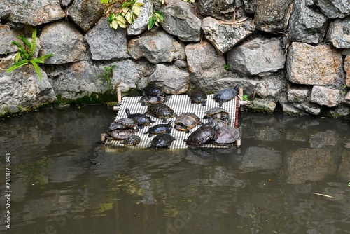 Canvas Print Red-eared slider turtles trachemys scripta elegans basking on a plastic mesh raft in a traditional stone pond inside a public park in Macau