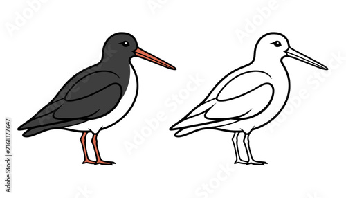 Принти на полотні Oystercatcher bird illustration icon in line art style and colored, coloring pag
