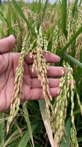 Hands holding rice; a rice farmer's hands holding rice seedlings amidst a field of fresh green rice.