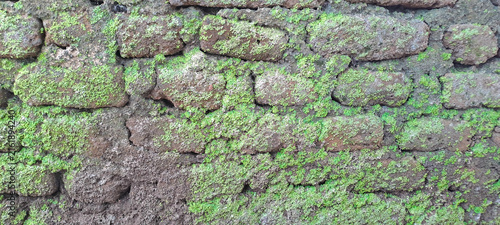Old mossy brick wall texture background covered with green mos	