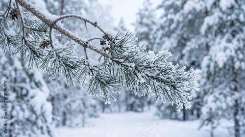 Snow covered pine tree
