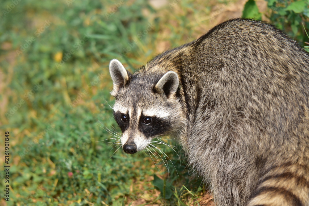 Obraz premium portrait of a raccoon in grass
