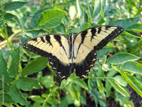 butterfly on a leaf