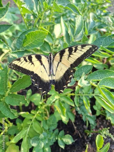 butterfly on a leaf